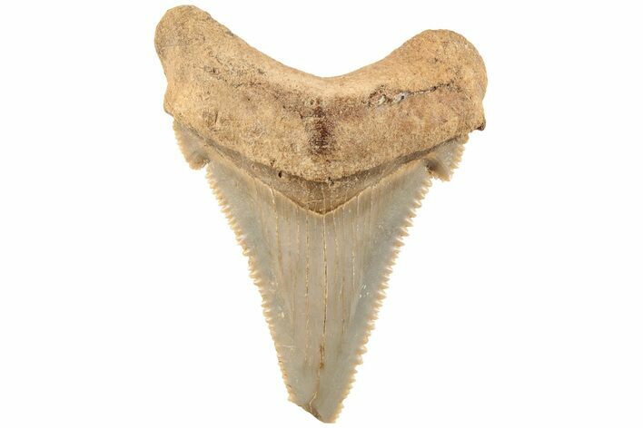 Serrated Angustidens Tooth - Megalodon Ancestor #202416